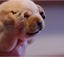 Headache Puppy