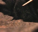 Lacarnum Inflamarae