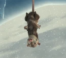 Mother Opossum