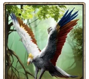 Albino Ibis