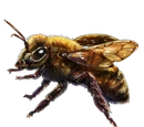 Honey Bee