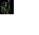 Kermit's Mom
