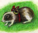 Guinea pig