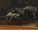 Carboniferous Arachnid