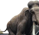 Columbian Mammoth