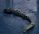 Parasite