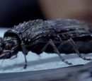 Future Beetle