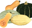 Winter squash