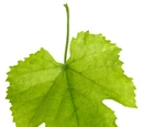 Grape leaf