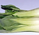 Bok choy