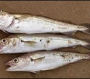 Whiting
