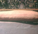 Banana squash