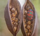 Kurrajong flour