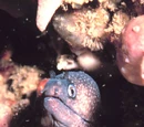 Eels