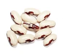 European soldier bean