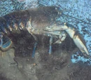 European lobster