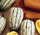 Delicata squash