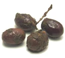 Toscanelle olive
