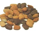 Tepary bean