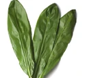 Ti leaf