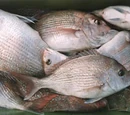 Exotic fish