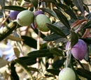 Black olive