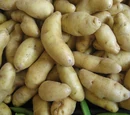 Fingerling potato