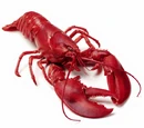 Lobster