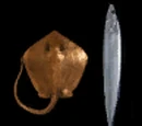 Gift from the Sea