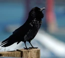 Raven
