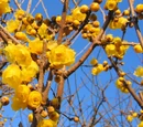 Allspice