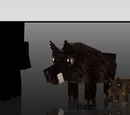 Boars