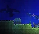 Orca