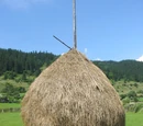 Hay