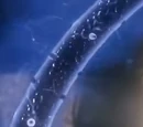 Peg
