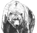 Dire bear