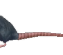 Rat