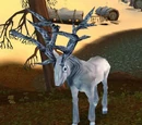Silvercoat Stag