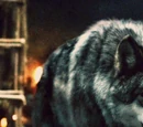 Direwolves