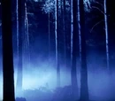 Foresta Proibita