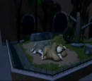Gorilla Habitat