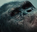 Koba