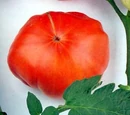 Beefsteak tomato
