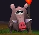 Boars