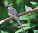Coliidae