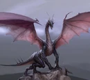 Dragons
