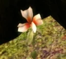 Andraste's Grace