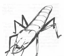 Slicer beetle