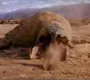 Graboid
