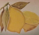 Lemon